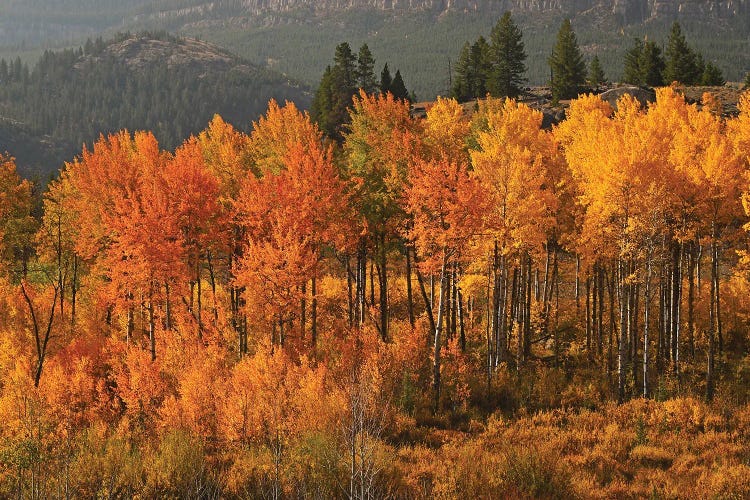 Aspen Stand On Chief Joseph Highway by Brian Wolf wall art