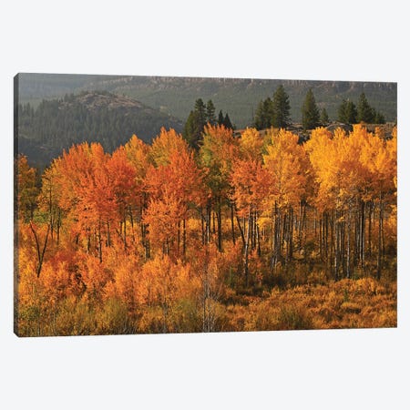 Aspen Stand On Chief Joseph Highway Canvas Print #BWF666} by Brian Wolf Canvas Art Print