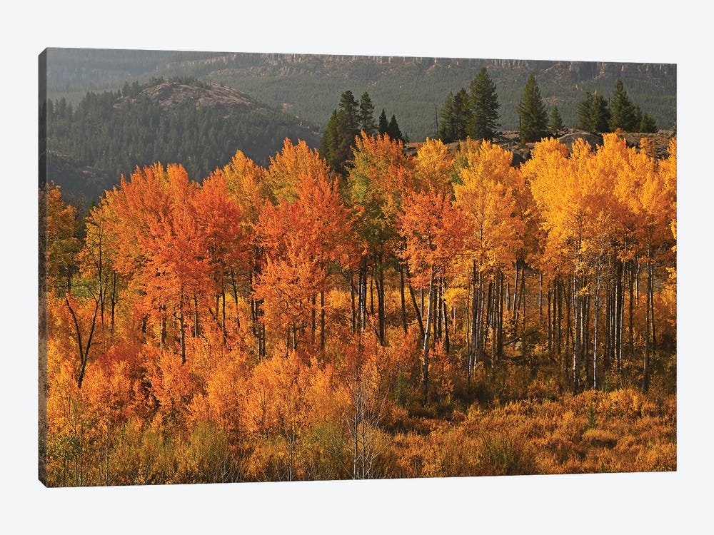 Aspen Stand On Chief Joseph Highway by Brian Wolf 1-piece Art Print