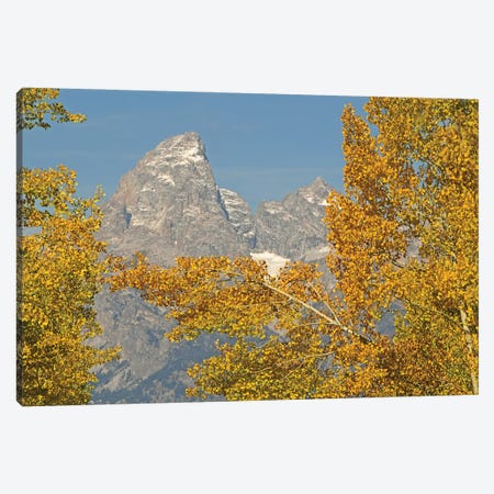 Aspens And The Tetons Canvas Print #BWF668} by Brian Wolf Canvas Artwork