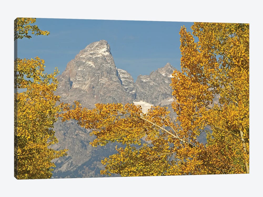 Aspens And The Tetons by Brian Wolf 1-piece Art Print