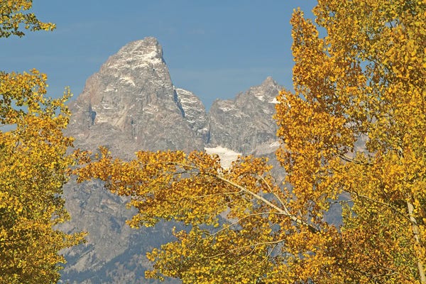 Brian Wolf: Aspens And The Tetons by Brian Wolf