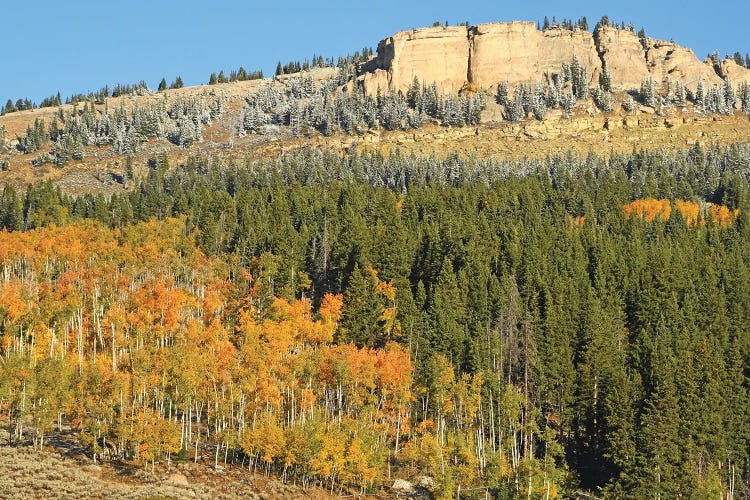 Bighorn Mountains With Aspens And Snow