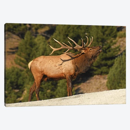 Bugling Bull Elk Canvas Print #BWF672} by Brian Wolf Canvas Print