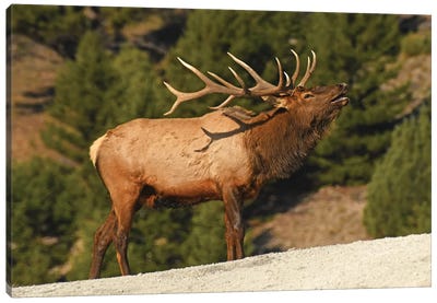 Bugling Bull Elk Canvas Art Print - Elk Art