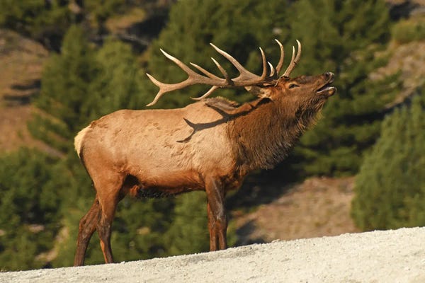 Brian Wolf: Bugling Bull Elk by Brian Wolf