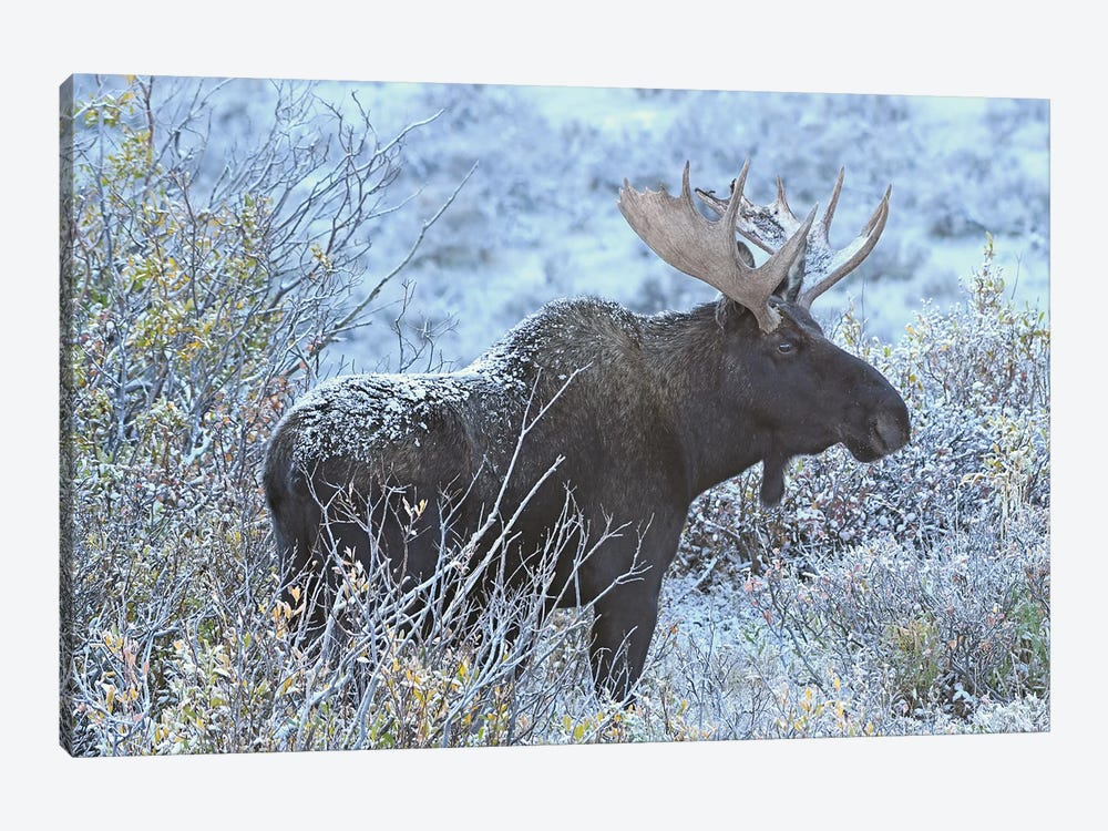 Early Light Bull Moose by Brian Wolf 1-piece Art Print