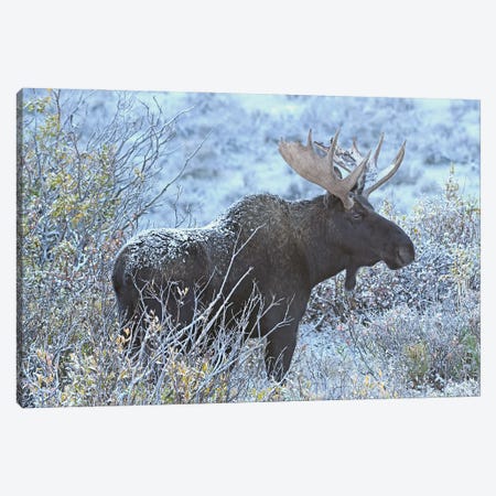 Early Light Bull Moose Canvas Print #BWF673} by Brian Wolf Art Print