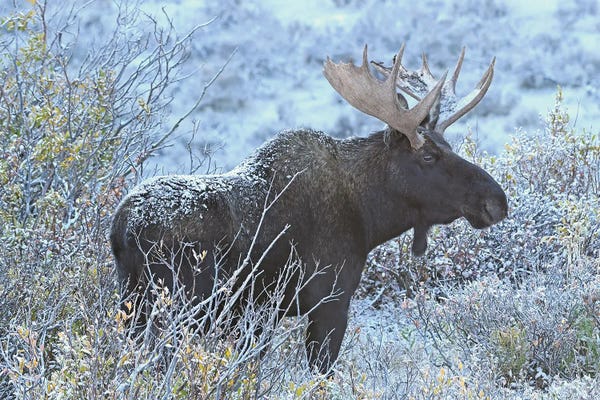 Brian Wolf: Early Light Bull Moose by Brian Wolf