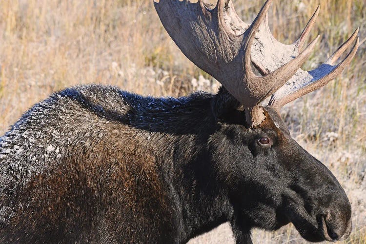 Bull Moose Profile