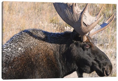 Bull Moose Profile Canvas Art Print - Brian Wolf