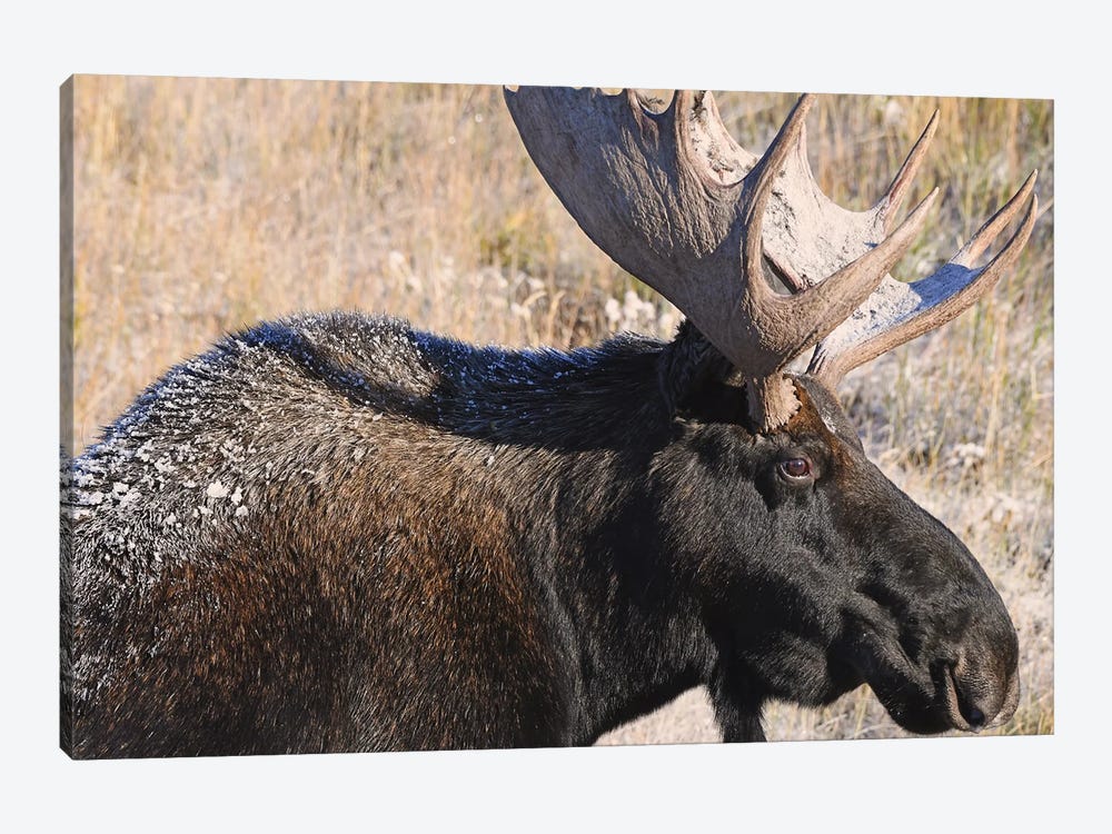 Bull Moose Profile by Brian Wolf 1-piece Canvas Artwork