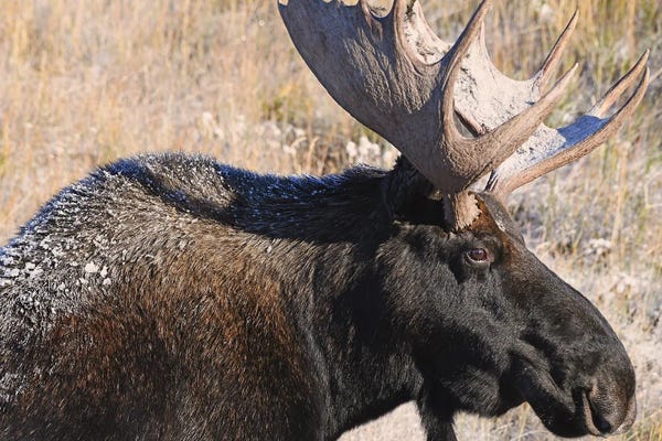 Moose: Bull Moose Profile by Brian Wolf