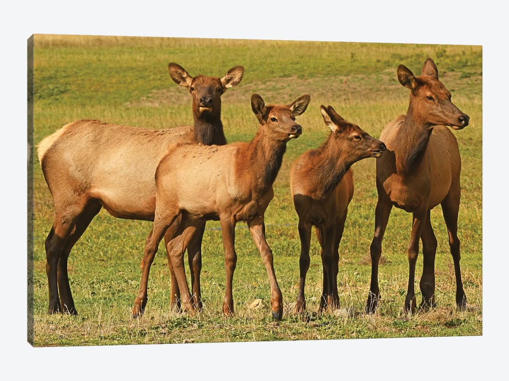 Elk Cows And Calves by Brian Wolf 1-piece Canvas Art