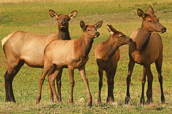 Brian Wolf: Elk Cows And Calves by Brian Wolf