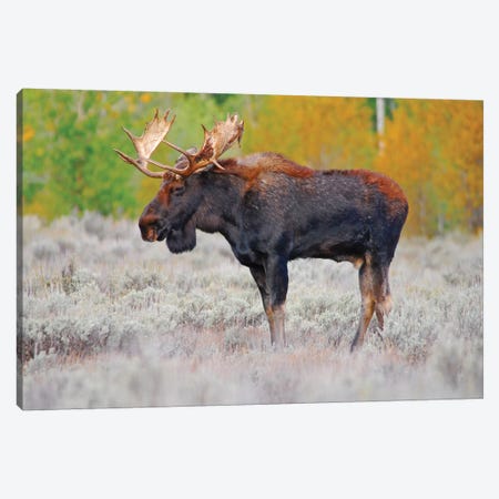 Bull Moose Canvas Print #BWF67} by Brian Wolf Canvas Art