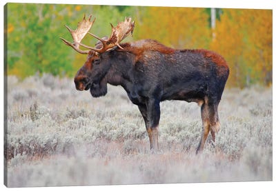 Bull Moose Canvas Art Print - Brian Wolf