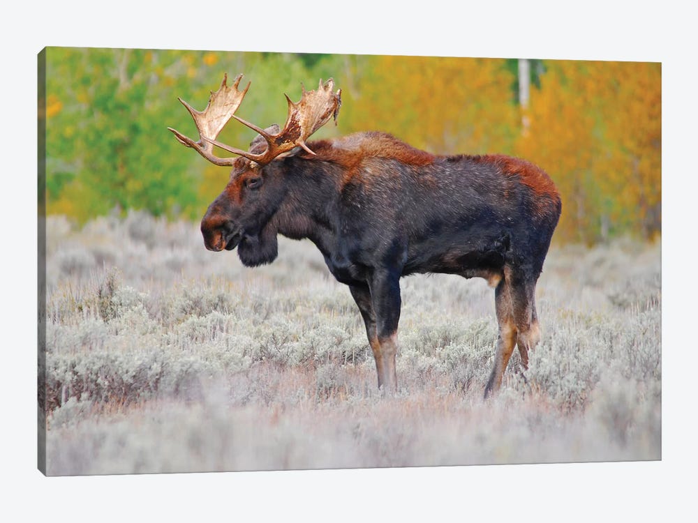 Bull Moose by Brian Wolf 1-piece Canvas Art Print