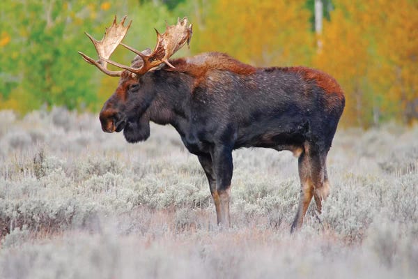 Brian Wolf: Bull Moose by Brian Wolf