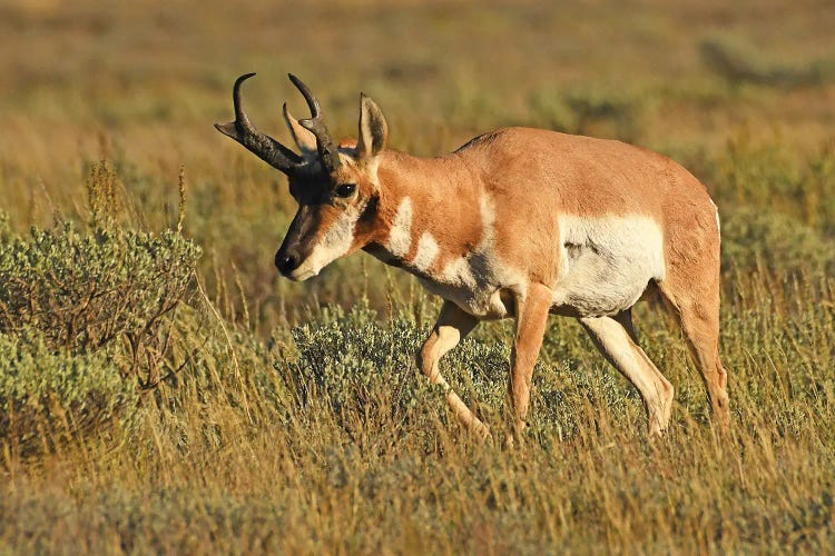 Pronghorn Buck