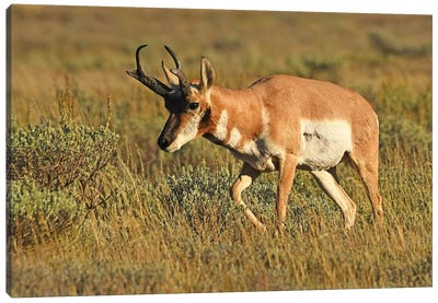 Pronghorn Buck Canvas Art Print - Elk Art