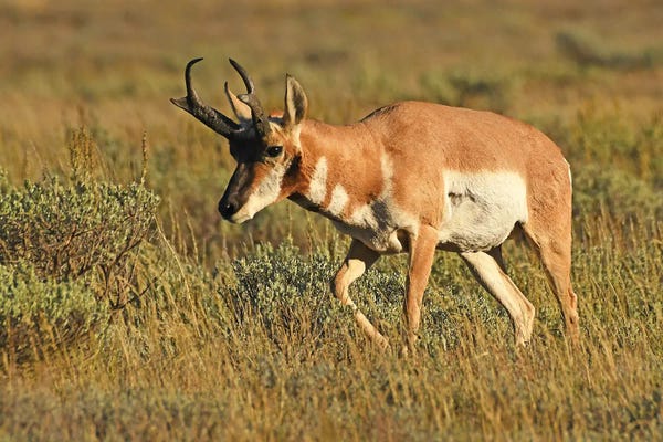 Elk: Pronghorn Buck by Brian Wolf