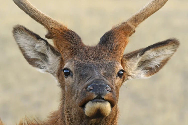 Spike Bull Elk