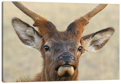 Spike Bull Elk Canvas Art Print - Elk Art
