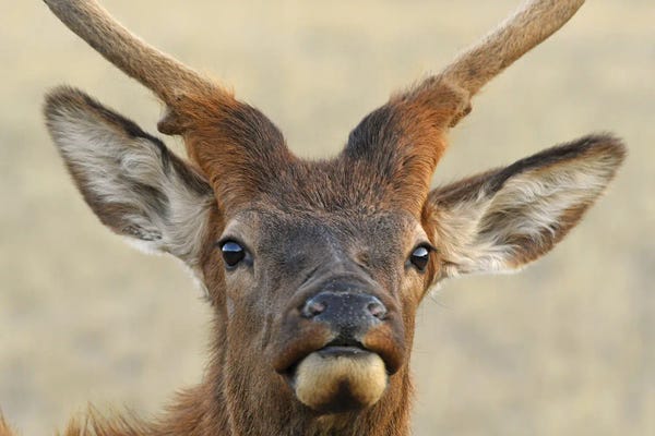 Brian Wolf: Spike Bull Elk by Brian Wolf