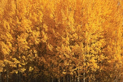 Aspen Gold by Brian Wolf art print