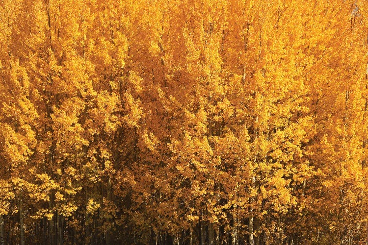 Aspen Gold by Brian Wolf wall art