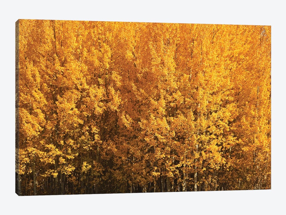 Aspen Gold by Brian Wolf 1-piece Canvas Print