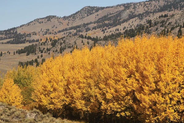 Brian Wolf: Aspen Stand Lamar Valley by Brian Wolf