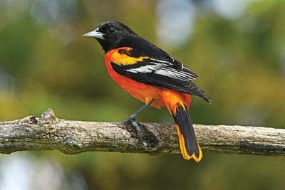 Baltimore Oriole Profile by Brian Wolf art print