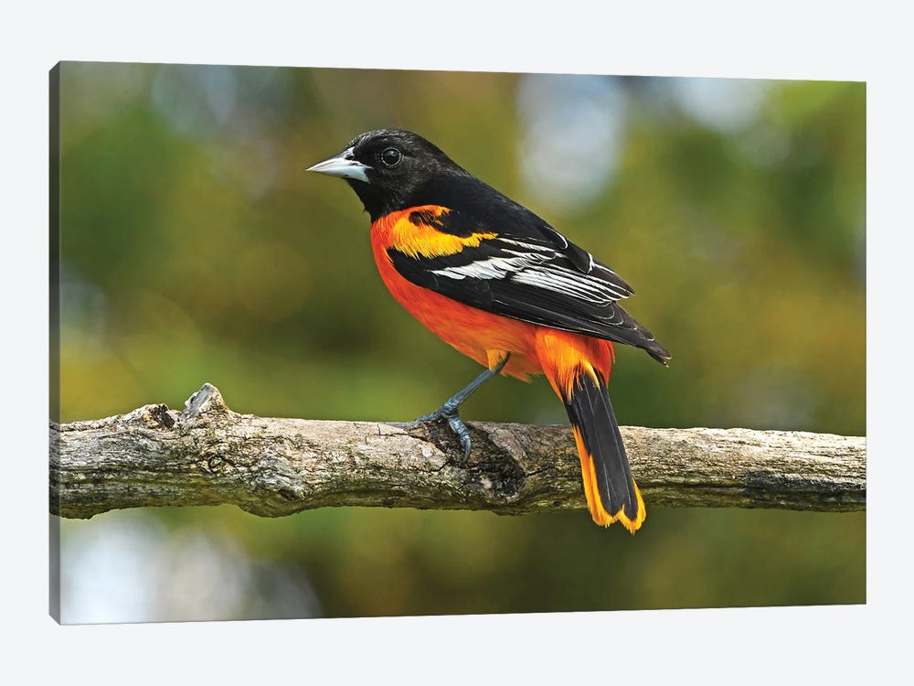 Baltimore Oriole Profile by Brian Wolf 1-piece Canvas Art