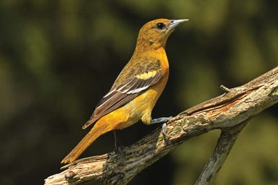 Baltimore Oriole Female by Brian Wolf art print