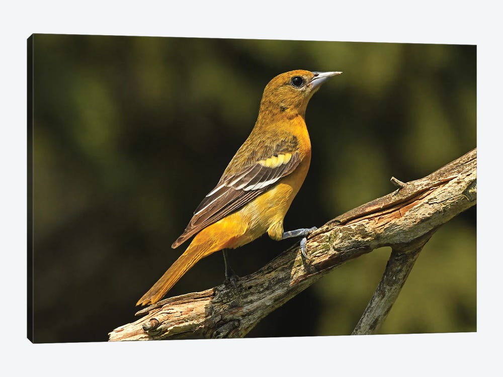 Baltimore Oriole Female by Brian Wolf 1-piece Canvas Art Print