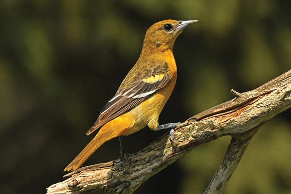 Brian Wolf: Baltimore Oriole Female by Brian Wolf