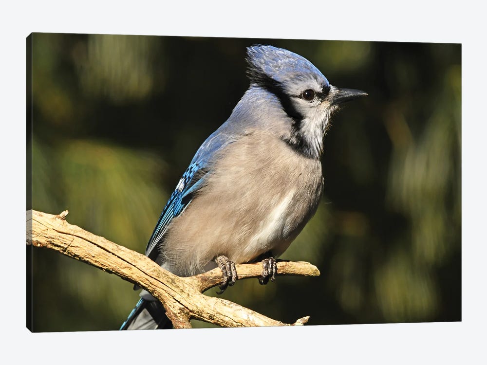 Blue Jay Profile by Brian Wolf 1-piece Canvas Art