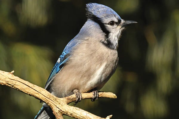 Brian Wolf: Blue Jay Profile by Brian Wolf
