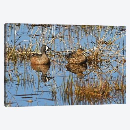 Blue Wing Teal Pair Canvas Print #BWF705} by Brian Wolf Canvas Wall Art