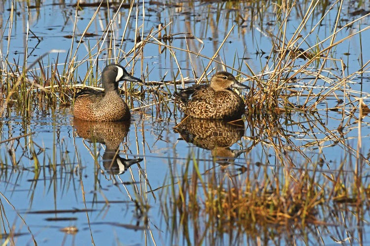 Blue Wing Teal Pair