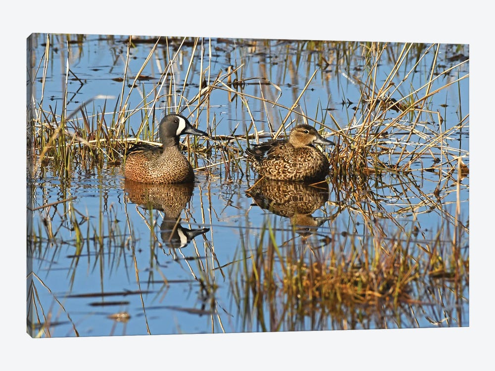 Blue Wing Teal Pair by Brian Wolf 1-piece Canvas Art Print