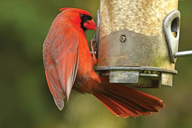Northern Cardinal At Feeder