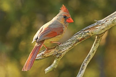 Northern Cardinal Female by Brian Wolf metal wall art