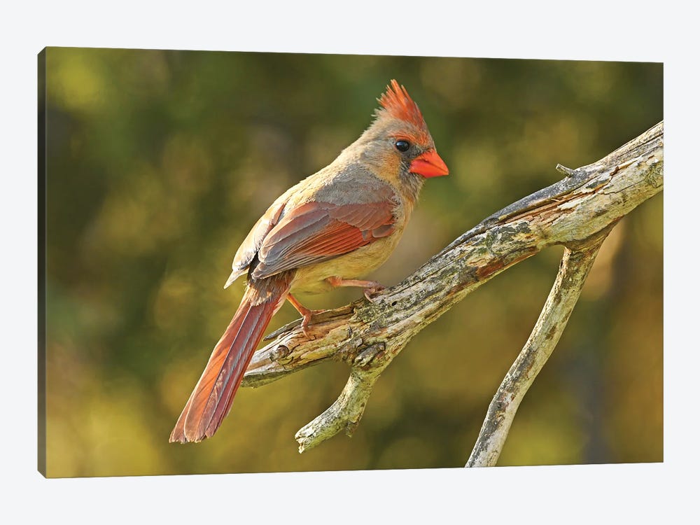 Northern Cardinal Female by Brian Wolf 1-piece Canvas Print