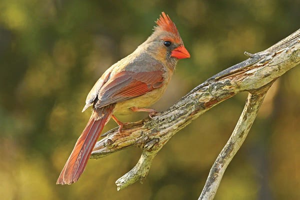 Cardinals: Northern Cardinal Female by Brian Wolf