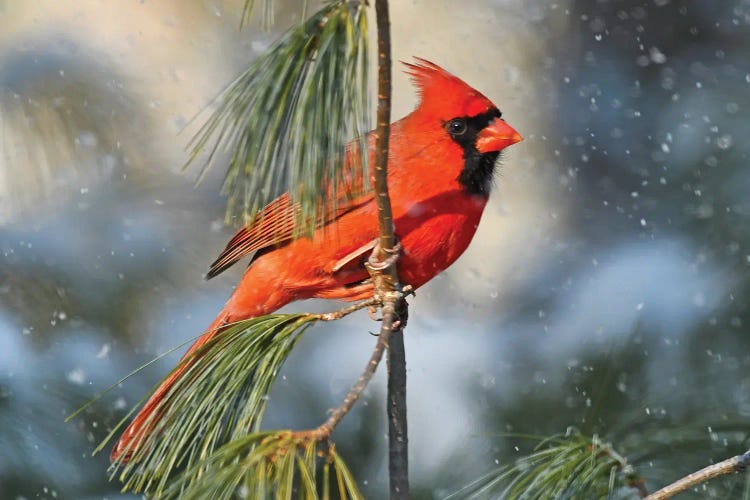 Northern Cardinal In The Snow