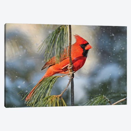 Northern Cardinal In The Snow Canvas Print #BWF708} by Brian Wolf Art Print