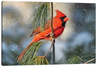 Northern Cardinal In The Snow Canvas Art Print